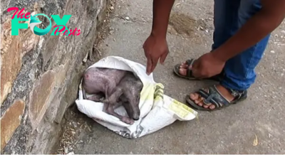 Rescuers Find Scared, Injured Pup Trying To Hide Himself From Humans In A Bag