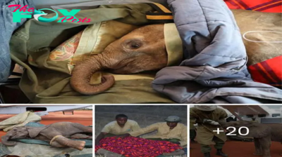 Finding Solace: The Tale of an Orphaned Baby Elephant and His Sole Caretaker