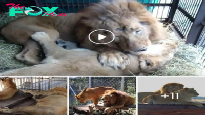 From Circus Captivity to Freedom: The Transformative Journey of Two Lions Finally Rescued After 8 Years in Confinement. The bond Between Them is Truly Beautiful