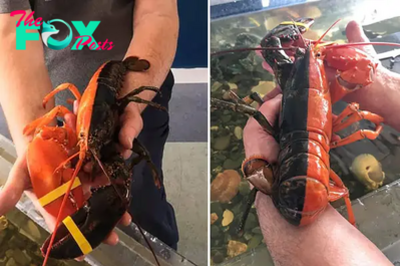 tl.This rare two-toned red and black Maine lobster is ‘1 in 50 million’ ‎