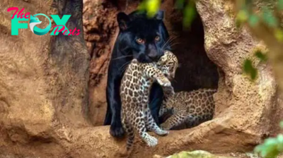 bb.Introducing the dynamic duo – Jaguar twin cubs. (Video)