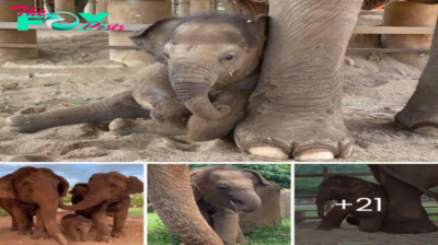 Finding Joy in Sanctuary: Mae Mai and Wan Mai Rescued from Hardship, Find Peace in Elephant Nature Park (VIDEO)