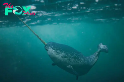 SR “Narwhals Have a Singular Visual Perception Unlike Any Other Animal on Earth” SR