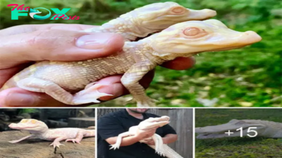 Lamz.Exciting News! Florida Zoo Welcomes Two Adorable Albino Alligator Babies