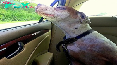 Heartwarming moment as a girl takes her dying dog on one last car ride. The love in the dog’s eyes brings tears to the family’s hearts.