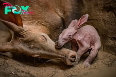 tl.This Baby Aardvark Named After a Harry Potter Character is the First to be Born at UK Zoo ‎