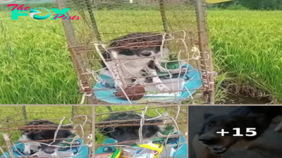 Dog Found Caged Out In The Middle Of A Field As A ‘Living Scarecrow’