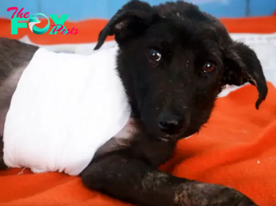 Heart-Wrenching Tale of a Street Puppy Playfully Romping Until Struck by a Vehicle, Now on the Road to Recovery