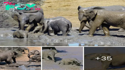 Nature’s Joy: 100 Elephants Revel in Mud Bath Festival with 15 Playful Calves.
