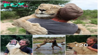 3S “Touching Reunion: Orphaned Lion Cub Embraces Dedicated Caregiver, a Decade After Mother’s Passing, in Heartfelt Moment” 3S