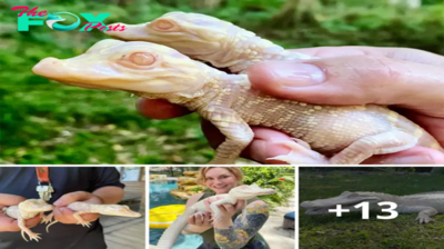 Lamz.Breaking News: Wild Florida Zoo Celebrates Arrival of Two Precious Albino Alligator Hatchlings!