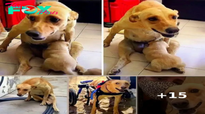 Dog In Extreme Pain From A Broken Spine Refuses To Stop Nursing Her Puppies
