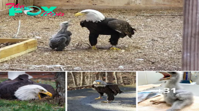 A bald eagle named Murphy went viral for adopting a rock at a Missouri bird sanctuary. Now, he’s a foster father to an orphaned eagle chick