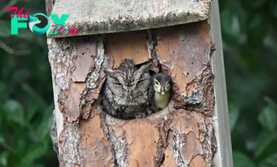 bb. Duckling Gets Raised by an Owl, and the Pictures Are Adorable