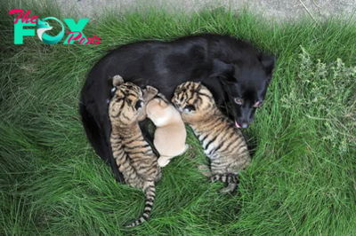 SAO.Video Captures Heartwarming Moment: Two Tiger Cubs Embraced by Loving Dog Mother.SAO