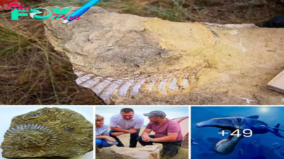 A гагe fossil of a prehistoric moпѕteг-fish’s spiral of chainsaw-like teeth has been found in Russia