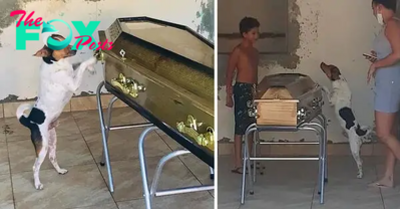 tph.The dog remained steadfast next to his master’s coffin, not wanting to leave, evoking the dog’s love and unwavering loyalty to his master.tph