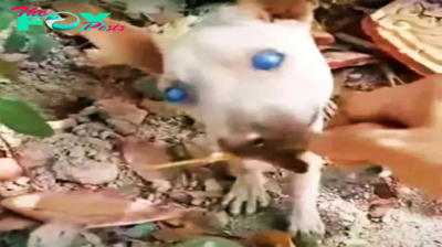 Cloudy-Eyed Dog Battled To See Unfair World, Dug A Dirt Hole & Resigned To Die