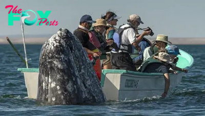 LS ”Humorous Scene: Sneaky Whale Appears Behind Observers as They Gaze in the Wrong Direction”
