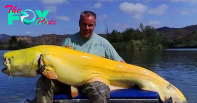 son.What a wonderful thing! The fisherman entered the record books after catching an 8-legged albino catfish weighing 200kg, surprising everyone.