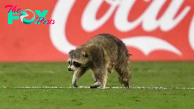 LOOK: Raccoon runs onto the field during Philadelphia Union-New York City FC match