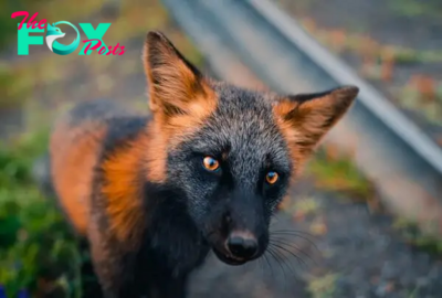 LS ”A melanistic Fox, one of the rarest animals on the planet. ‎”