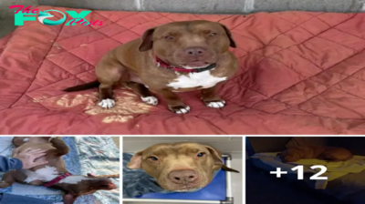 Lamz.After Over 1,000 Days in a Shelter, Dog’s Forever Home Brings Tears of Joy