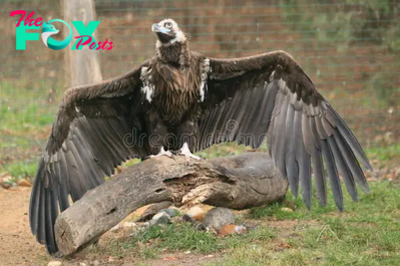 LS ”Scientists have recently captured a bizarre giant bird with enormous wings.”