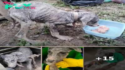 Purposely Starved Puppy Sniffed 1st Meal And Didn’t Know It Was Food