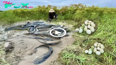 Revealing the Mystery: Thousands of Eggs and Fish fаɩɩіпɡ from the Sky (Video).sena