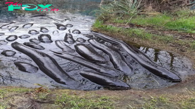 Aww Astonishing Spectacle: Viewers Stunned as Enormous Catfish Surfaces Abruptly from the Swamp.