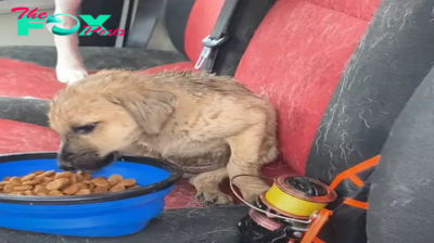 Heroic Act: Man Bravely Rescues Tiny Stray Puppy Stranded and Shivering in the Pouring Rain