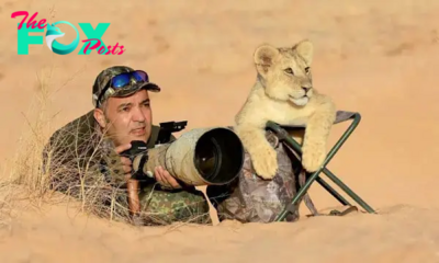bb. “Wildlife Photographer’s Adorable Lion Cub Photo Assistant Wins Hearts Online” – A captivating glimpse into the bond between a wildlife photographer and their adorable lion cub companion, melting hearts across the internet.