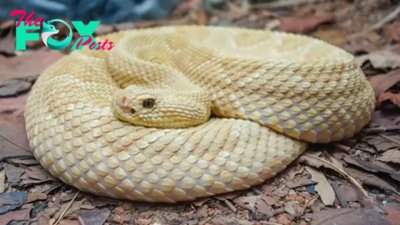 Snake Island: The isle writhing with vipers where only Brazilian military and scientists are allowed