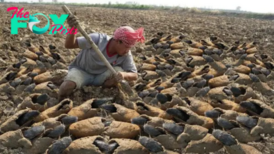 SN .Astonishing footage shows a fish that shows incredible persistence as it breaks free from mud captivity and faces drought!