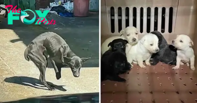 rom. Enduring a month of hardship, a stray mother dog, with her two front feet missing, bravely fights to survive, desperately pleading for help to care for her six pups.