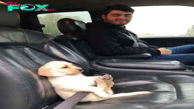nht.The dog Aby earns universal love by diligently obeying traffic laws and wearing seat belts during car travels, a gesture that touches the hearts and garners the sympathy of millions of people, illustrating the remarkable intelligence and loyalty of our four-legged companions.