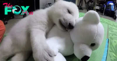 bb. “Heartwarming: Baby Polar Bear Comforted by Stuffed Animal’s Sweet Sounds as Zookeepers Provide Care” – a touching scene of nurture and comfort in the animal kingdom.