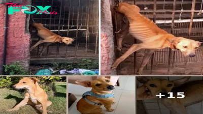 Rich Family Left Their Dog Hanging From Back Door & Starved Him For A Month