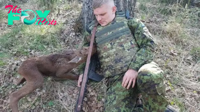 Baby Moose Approaches Soldier In Forest, Then He Realises He’s Trying To Tell Him Something