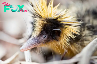 LS ”The Secret Life of the Streaked Tenrec, Madagascar’s Striped and Spiky Wonder ‎”