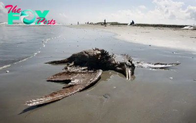 h. “A Mysterious Giant Bird Species Emerges on South Carolina’s Mid-Atlantic Coast, Weighing Up to 800 Pounds and Puzzling Experts with Its Sudden Arrival”