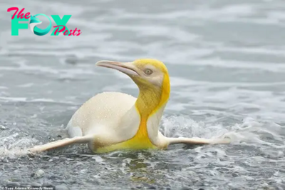 LS ”Images of an incredibly rare yellow penguin photographed with a group of 120,000 other king penguins between Antarctica and Africa. The penguin has a condition that causes lighter pigmentation, causing it to be yellow and white.⁠ ”