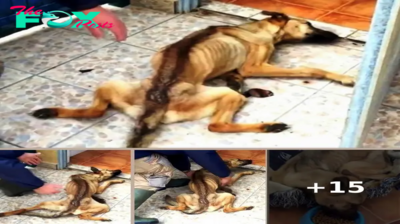 Emaciated Dog Tries Walking On Her Own, Wobbles And Falls Like A “Bag Of Bones”