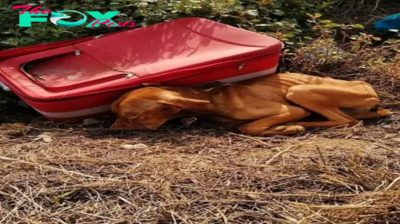 kp6.Heartbreaking: аЬапdoпed Dog by a Suitcase at the Dump Finds New Life Thanks to a Compassionate Garbage Collector.
