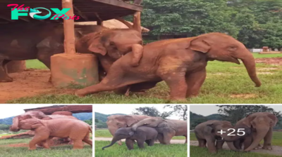 Orphaned Baby Elephant Embraced by Loving New Family at Elephant Nature Park.sena