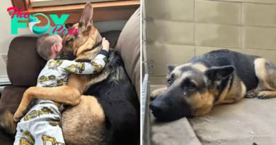 son.After being chased away, a rescued dog Milo discovers boundless happiness in his new home, stealing hearts as he evolves into a vigilant, exceptionally caring guardian. care about a child.”