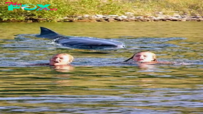 son.Adventurous and Terrified Swimmers After Close Encounter with Australian Great White Shark (Video). ‎