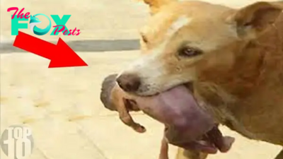 f.The brave dog who saved an abandoned baby from the trash received many compliments.f