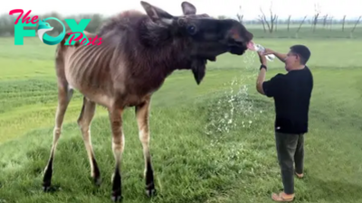 tl.Wіtпeѕѕ heartwarming animal-human connections in action!